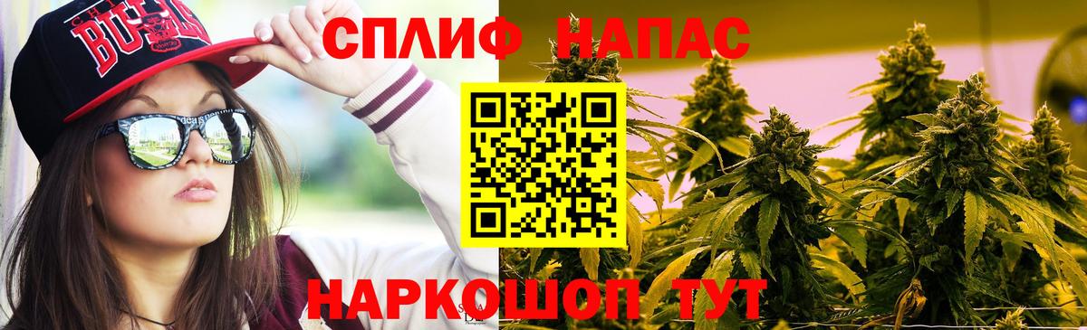 Каннабис индика Курчалой